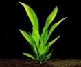 /album/plantas-aquaticas/anubias-lanceolata-jpg/
